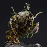 Creature War Centipede Tabletop Miniatures by Qumi, 3D printed resin tabletop miniature for RPGs, wargaming and painting